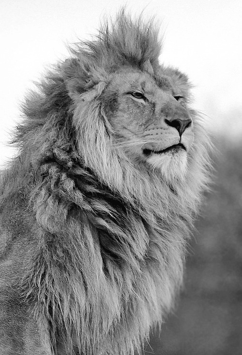 The Lion King - Junk Funk #handsome #white #pride #big #mane #cat #black #photography #and #animal #king #beauty