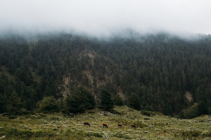 http://www.polerstuff.com/collections/adventures/products/adventure-111