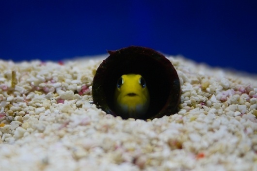 All sizes | Big Wonders | Flickr - Photo Sharing! #kaiyukan #osaka #yellow #fish #curious #aquarium #deep #sea #japan