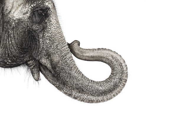 Main #white #trunk #elephant