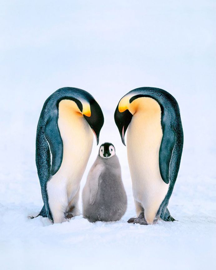 From the Amazon to Antarctica: WIldlife Photography by Frans Lanting
