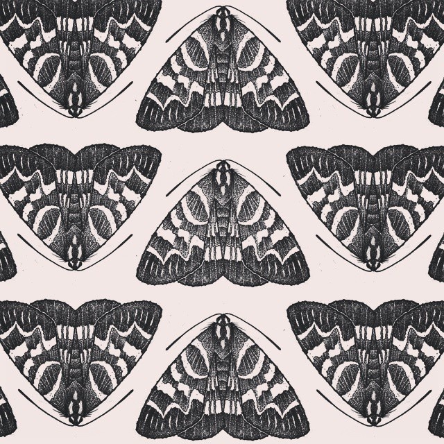 moth | Tumblr #moth #drawing #illustration