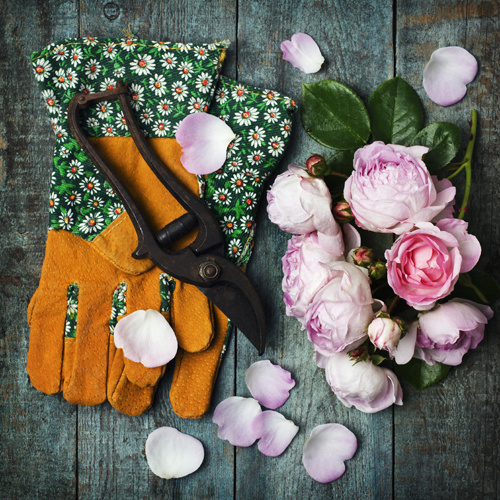 Ruth Beresford #photography #floral