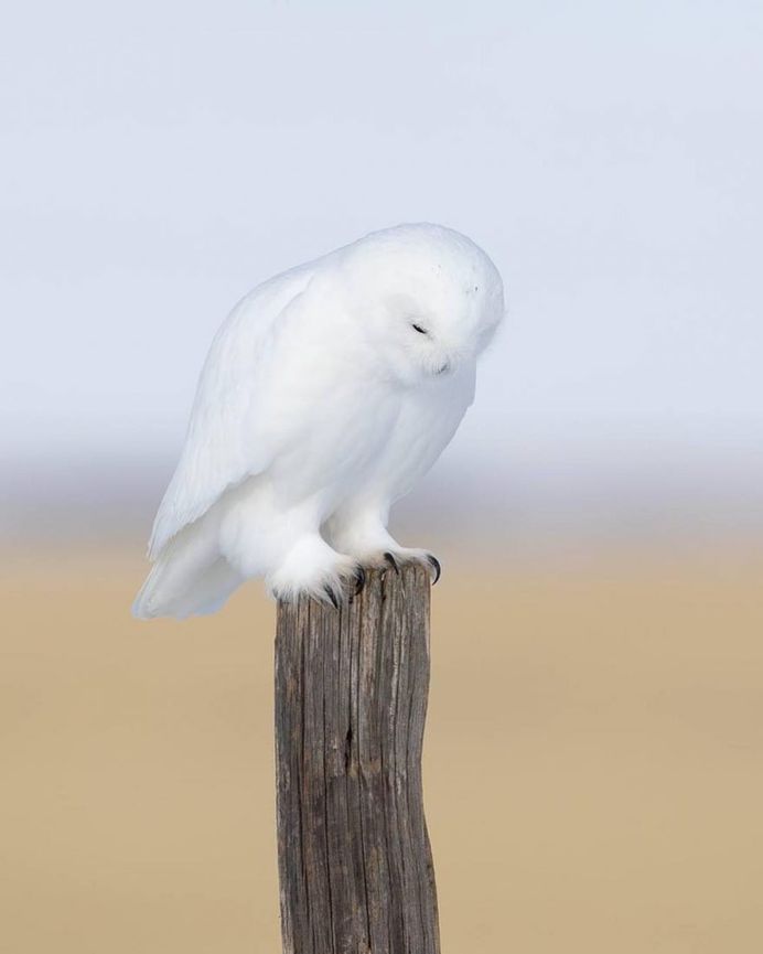Majestic Photographs of Owls by Johnny Salomonsson