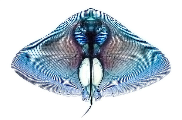adam summers dyes fish specimens to reveal their anatomy #fish #vertebra