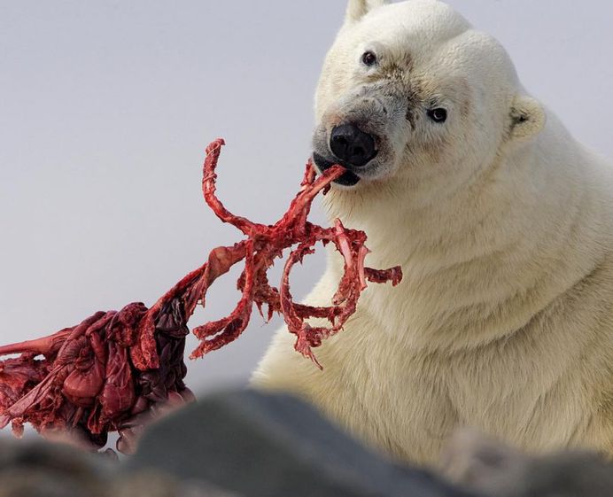 Paul Nicklen Documents The Ice and Wildlife of The Polar Regions