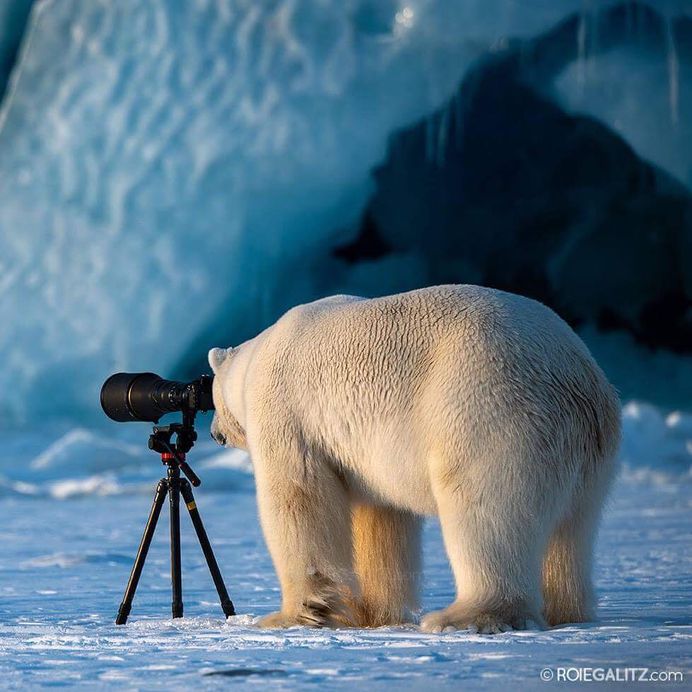 Breathtaking Portraits of Wild Animals by Roie Galitz