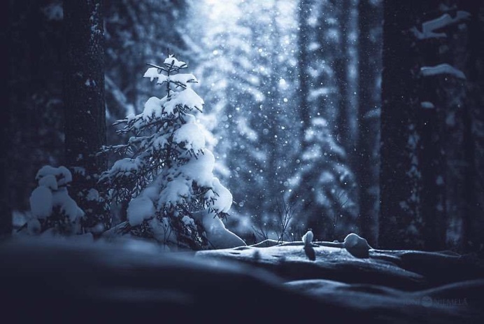 Finnish Forests And Trees by Joni Niemelä