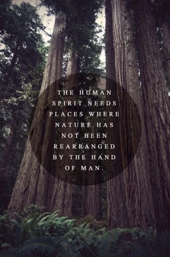 tumblr_m1m7tjbB6R1qazj6vo1_500.jpg (498×750) #truth #trees