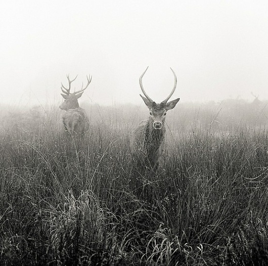 outdoors and old timey / #deer #fog