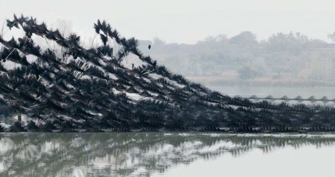 Xavi Bou Captures The Flight Patterns of Birds