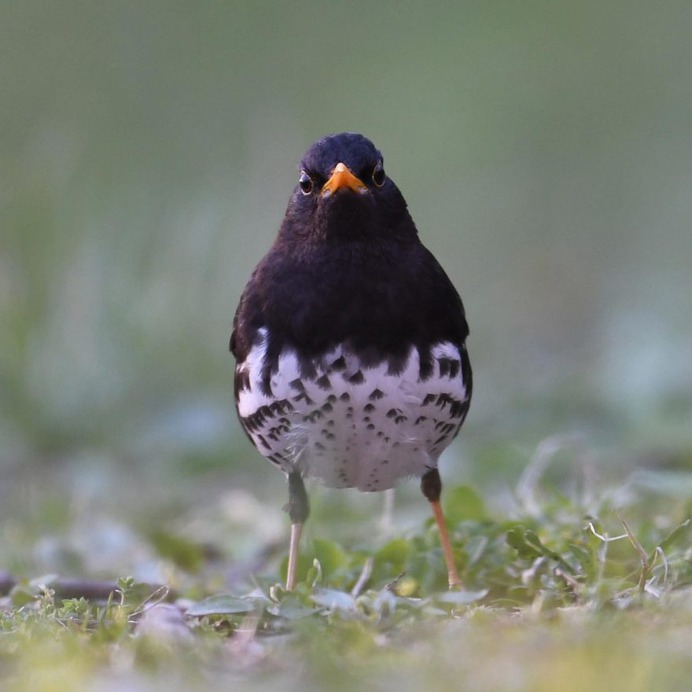 Birds of Japan: Beautiful Bird Photography by Hiroyuki Niimi