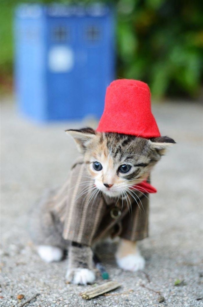 Creative Ideas: Combines Adorable Cats And Pop Culture For Awesome Photos #cats #cosplay #photography #animals #inspirations