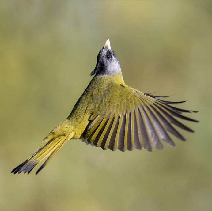 Crested Finchbill