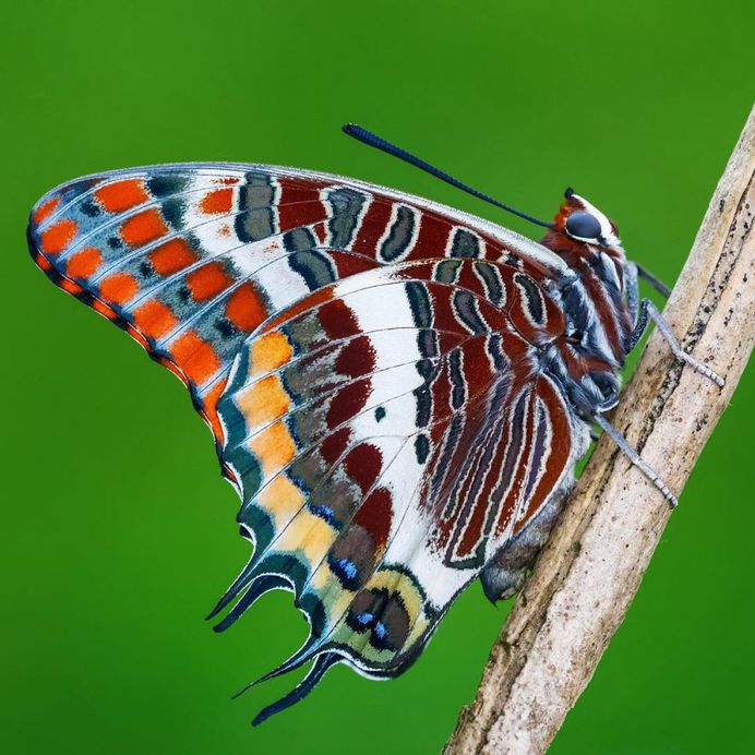 Charaxes jasius