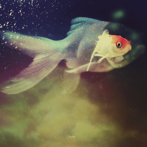 the "in" within ♥ ☆ ♥ #fish #mystic #surreal #pisces #underwater #cosmic