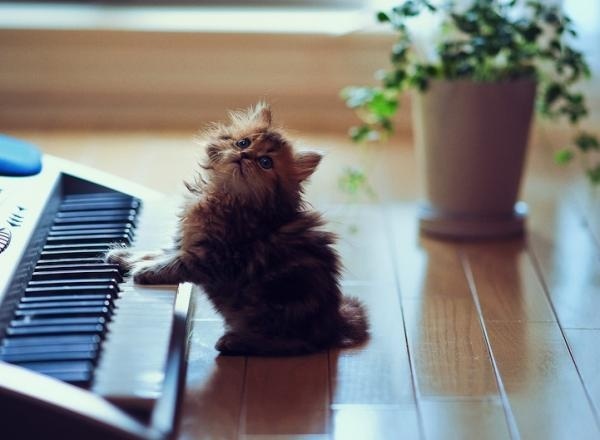 Cute Cat Photography by Ben Torode #torode #cat #photography #cute #ben