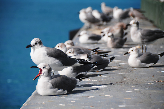 Seagull #nature