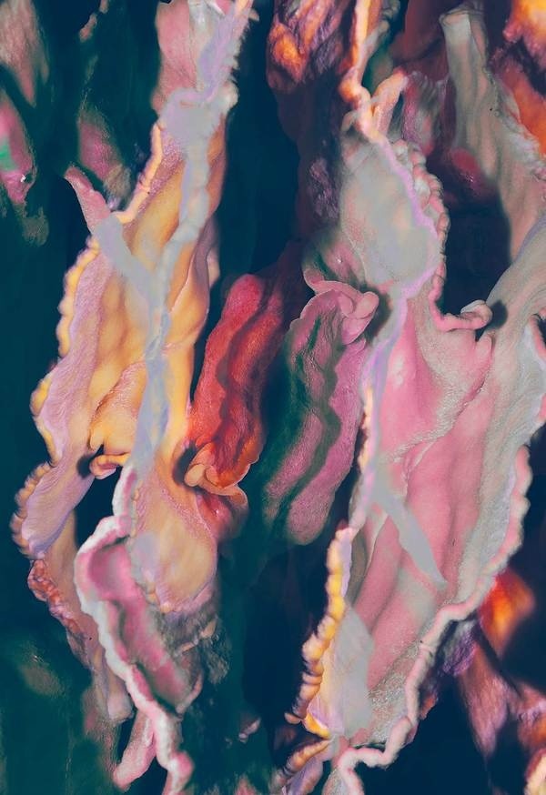 The Holomorph VIII #mushroom #flora #gteborg #print #colours #fungi