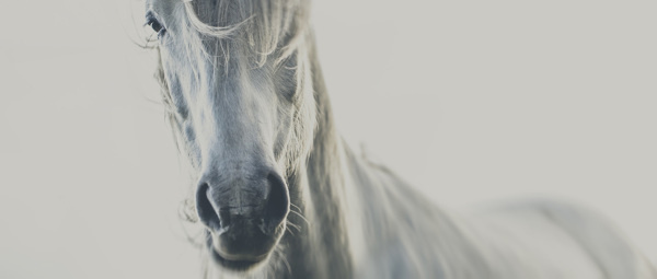 MAJESTIC on Behance #horse
