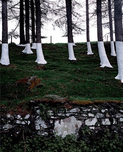 zander-olsen_tree-line_004 | Fubiz™ #photography #trees #art
