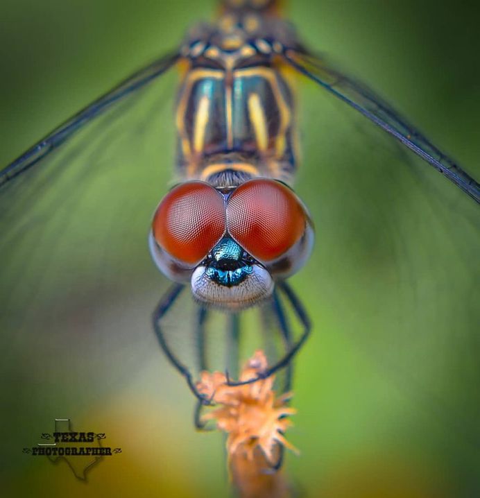 #macro_vision: Macro Insect Photography by Norman Rowsey