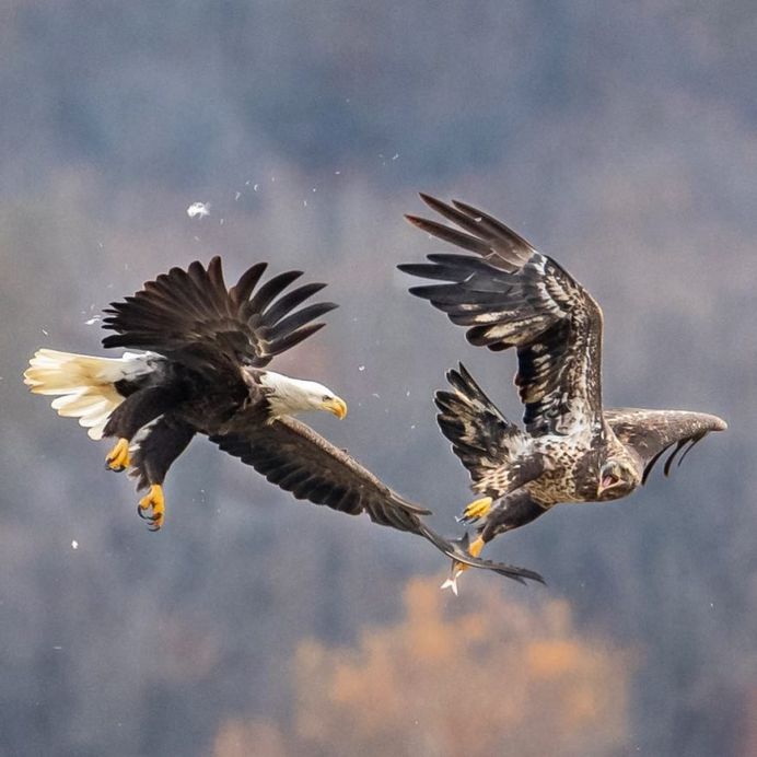 #birdfreaks: Striking Bird Photography by Adam Berry
