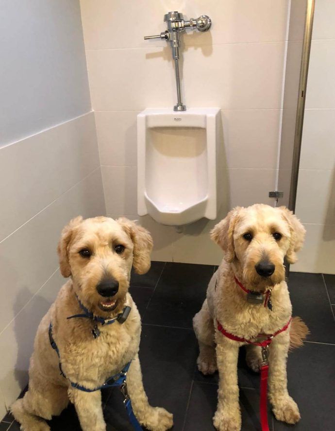 Most Dog Friendly Stores in America - Tourneau
