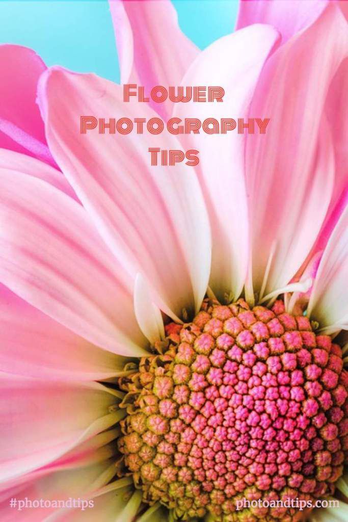 Flower Photography Tips