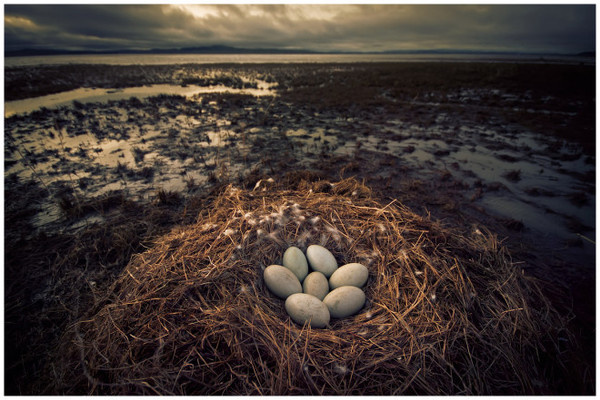 Martin Ollman #inspration #photography #art