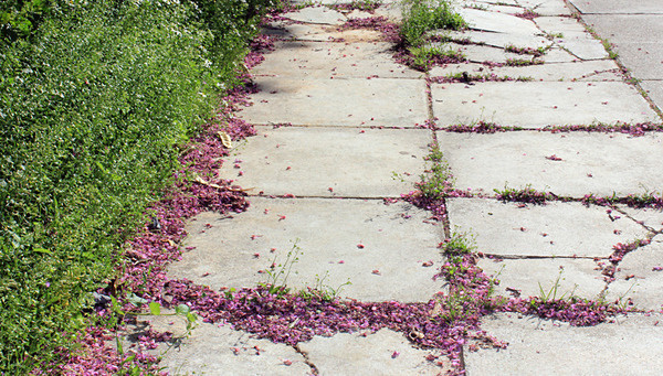 Sidewalk #urban #pink #athens #city #downtown #girly #photography #nature #sidewalk #slr #greece #green