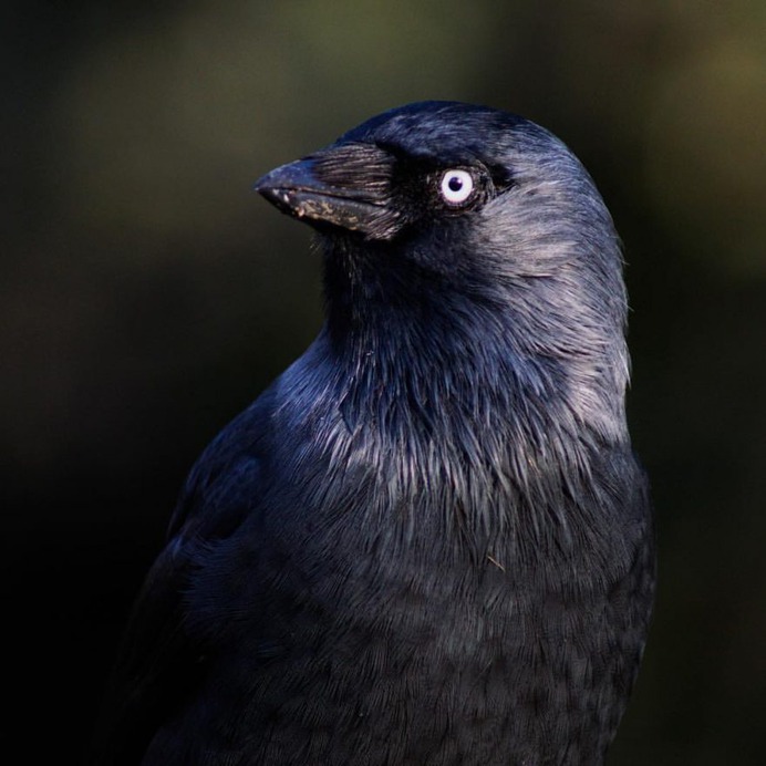 #eye_spy_birds: Beautiful Birds Photography by Dan Gibson