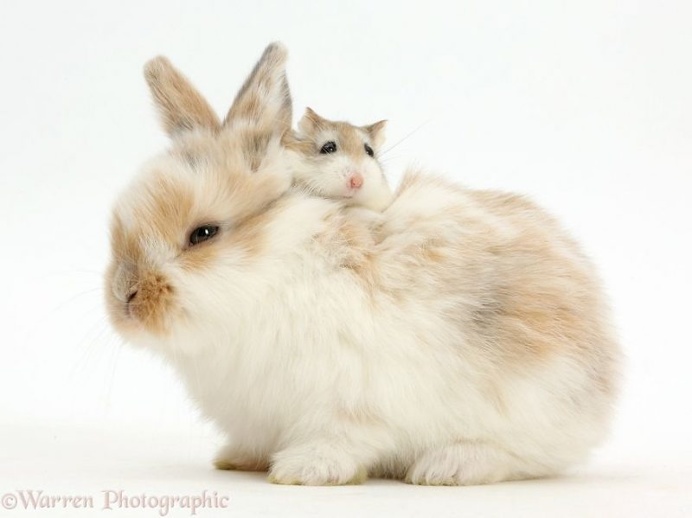 Mark Taylor Captures Hilarious Photos Of Pets Sharing The Same Colors