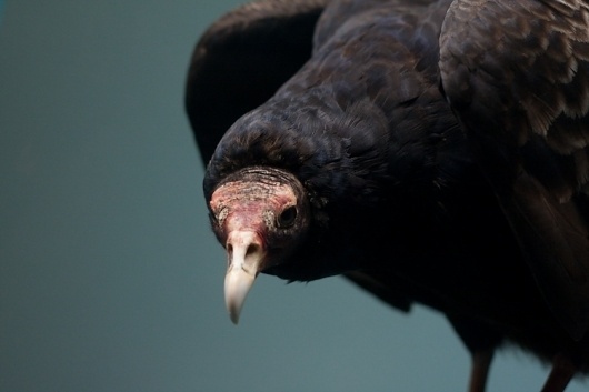 Paul Octavious - Yale Peabody #photography #bird