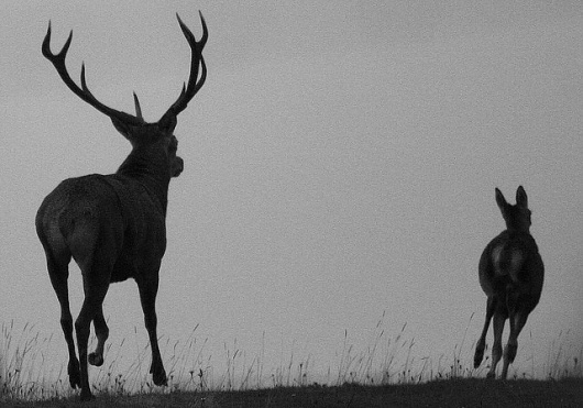 fuite | Flickr - Photo Sharing! #buck #elk #deer