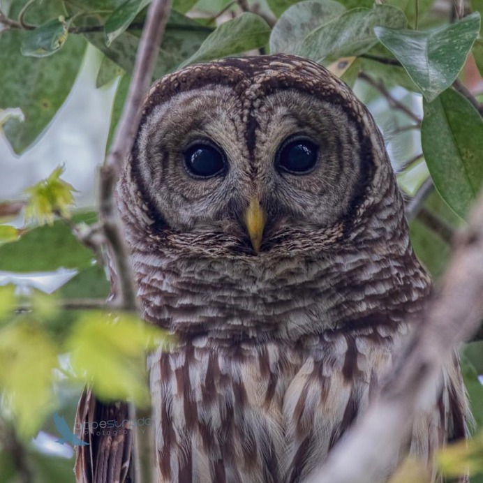 Birds of Florida: Fabulous Bird Photography by Andrea Pico Estrada