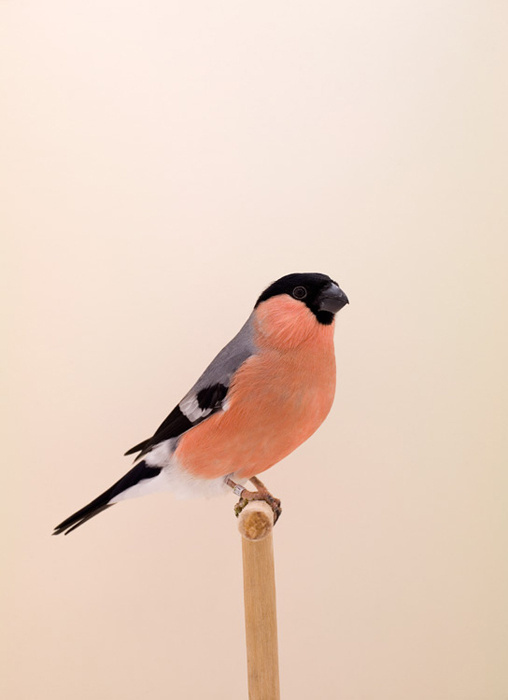 luke stephenson : siberian bullfinch #1