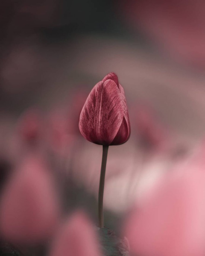 Fabulous Fine Art Flower Photography by Peter Wyss