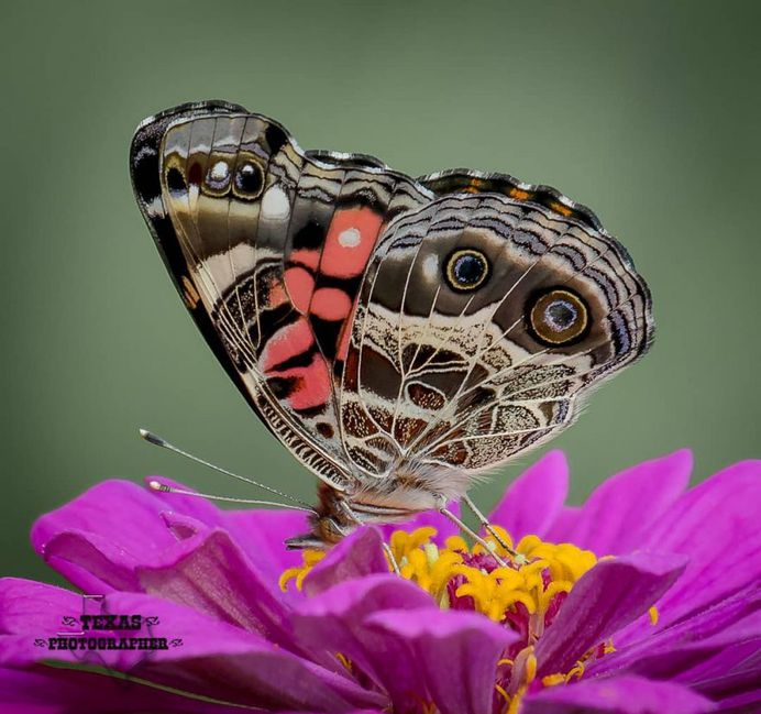#macro_vision: Macro Insect Photography by Norman Rowsey