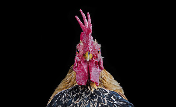 Ernest Goh #inspiration #photography #animal
