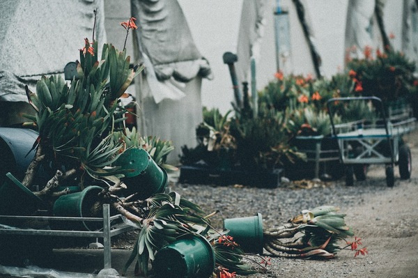 Broken Botany | iGNANT.de #plants #photo #botany #garden #mess #chaos