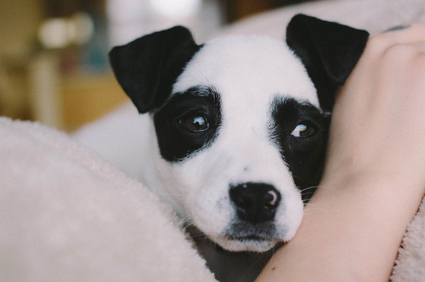 tumblr_mjsgipOlUx1s4oueho1_1280.jpg #photo #photograph #photography #vsco #dog