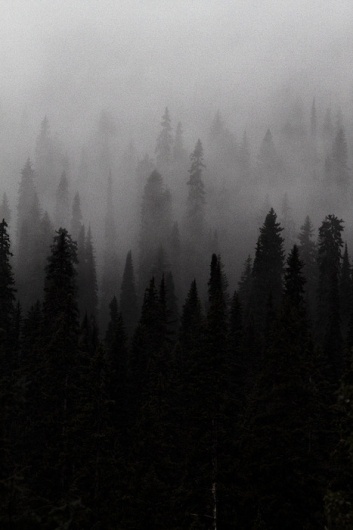 tumblr_lb9pxv3rhj1qz7lxdo1_500.jpg (467×700) #white #tree #woods #noir #black #and