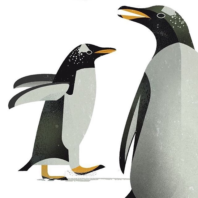 Animal Illustration by Deiter Braun #wildlifefaces #wildlife #dieweltderwildentiere #animals #illustration #illustratedanimals #penguin #boo