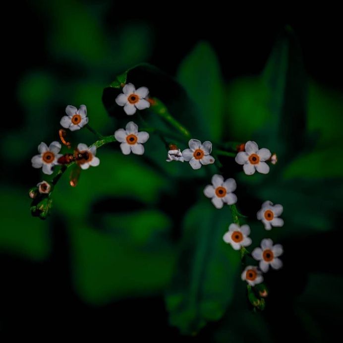 Breathtaking Flower Pictures by Photographer Matthew Busel