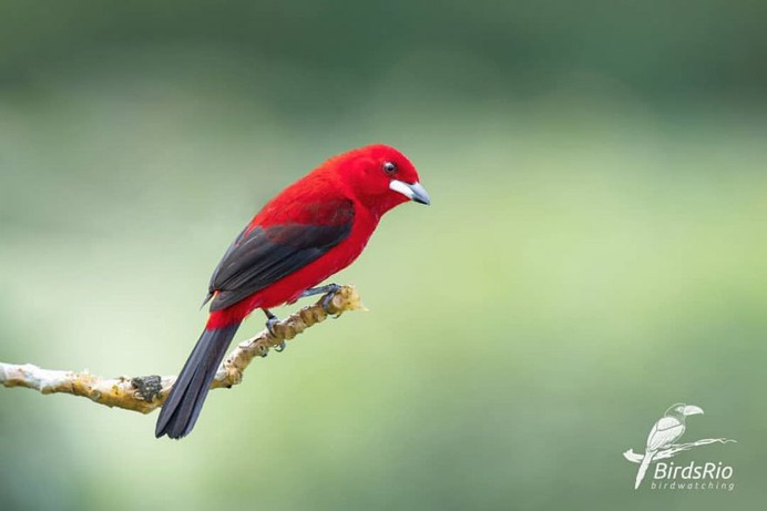 Birds of Brazil: Beautiful Bird Photography by Hudson Martins