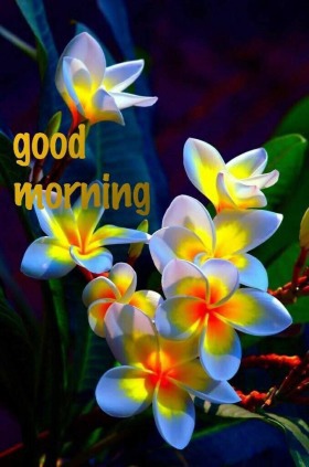 Good morning images