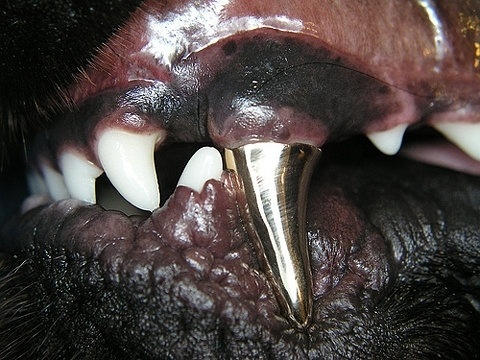 FFFFOUND! | Flickr Photo Download: Jensen Photo Award #tooth #gold #dog