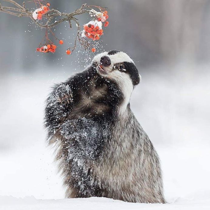 Breathtaking Close-Up Portraits of Wild Animals by Ina Schieferdecker