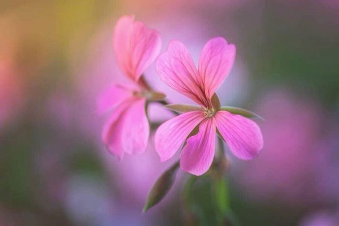 Beautiful Macro Flower Photography by Jeferson Silva Castellari